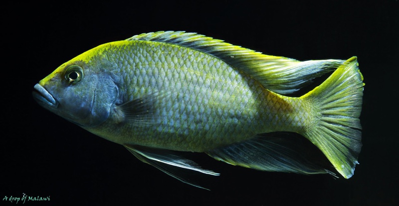 Nimbochromis venustus